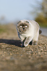 walking Scottish Fold