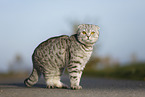 standing Scottish Fold