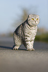 standing Scottish Fold