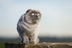 Scottish Fold