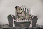 sitting Scottish Fold