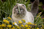 Scottish Fold