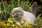 Scottish Fold