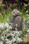 sitting Scottish Fold