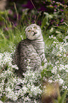 sitting Scottish Fold