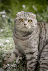 Scottish Fold