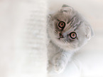 lying Scottish Fold portrait