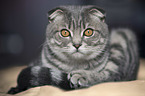 lying Scottish Fold portrait