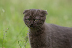 Scottish Fold on meadow