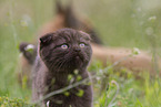 Scottish Fold on meadow