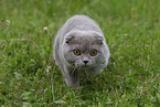 Scottish Fold on meadow