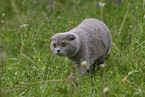 Scottish Fold on meadow