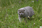 Scottish Fold on meadow