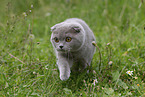 Scottish Fold on meadow