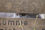 Scottish Fold in box