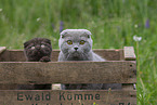 Scottish Fold in box