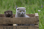 Scottish Fold in box