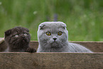 Scottish Fold in box