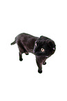 black Scottish Fold in front of white background