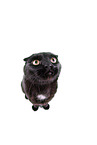 black Scottish Fold in front of white background