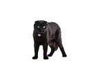 black Scottish Fold in front of white background