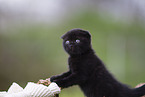 black Scottish Fold kitten