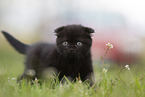 black Scottish Fold kitten