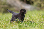 black Scottish Fold kitten