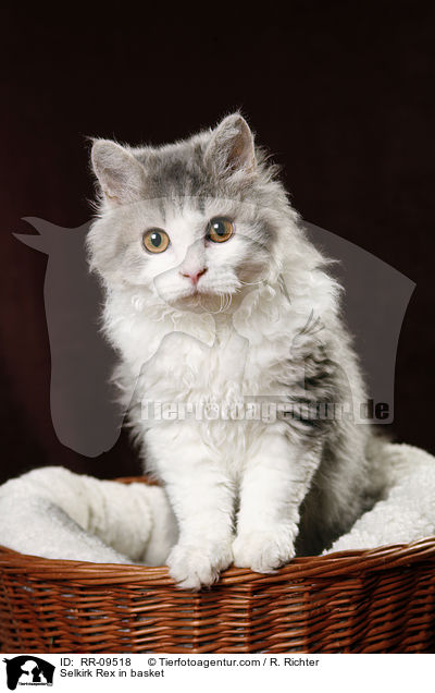 Selkirk Rex in basket / RR-09518