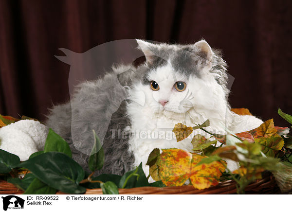 Selkirk Rex / Selkirk Rex / RR-09522