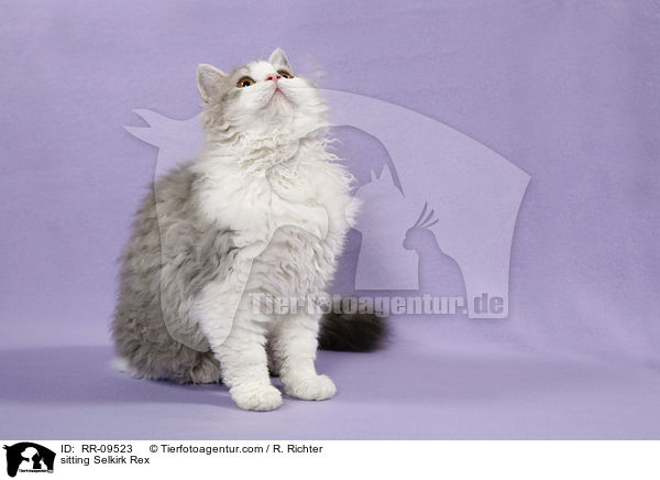 sitzende Selkirk Rex / sitting Selkirk Rex / RR-09523