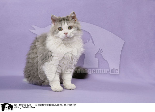 sitzende Selkirk Rex / sitting Selkirk Rex / RR-09524