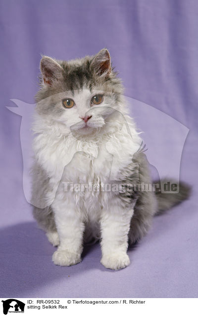 sitting Selkirk Rex / RR-09532