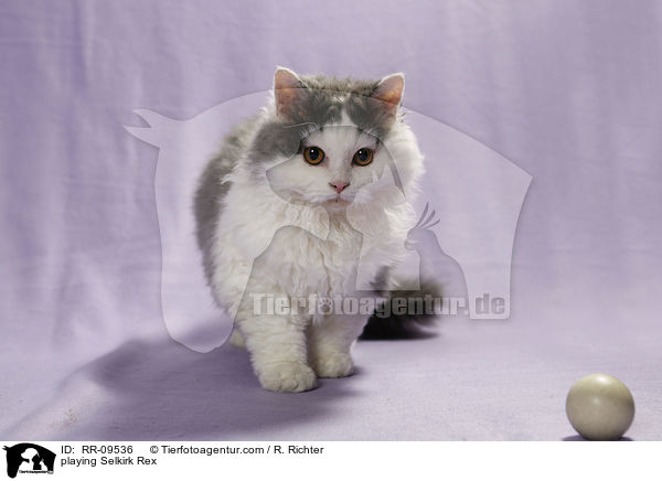 spielende Selkirk Rex / playing Selkirk Rex / RR-09536