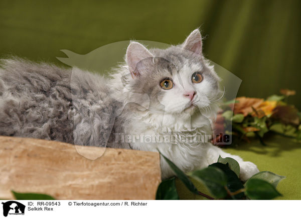 Selkirk Rex / Selkirk Rex / RR-09543