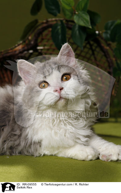 Selkirk Rex / Selkirk Rex / RR-09555
