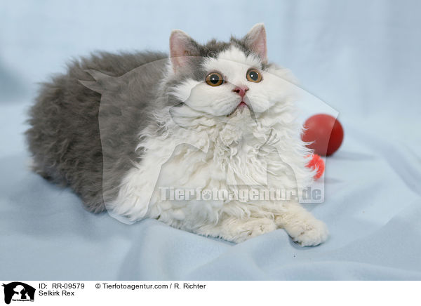 Selkirk Rex / Selkirk Rex / RR-09579