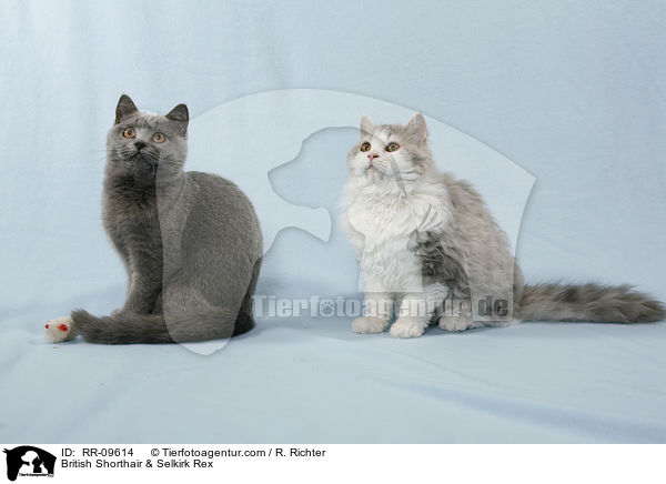 British Shorthair & Selkirk Rex / RR-09614