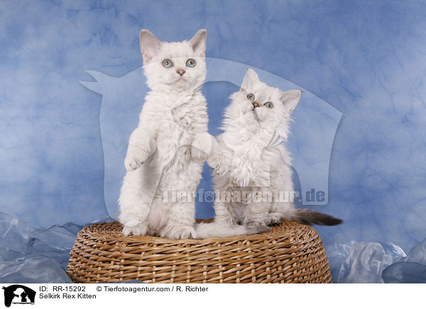 Selkirk Rex Ktzchen / Selkirk Rex Kitten / RR-15292