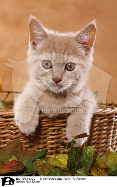 Glatthaar Selkirk Rex Ktzchen / Selkirk Rex Kitten / RR-15320