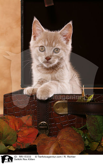 Glatthaar Selkirk Rex Ktzchen / Selkirk Rex Kitten / RR-15333