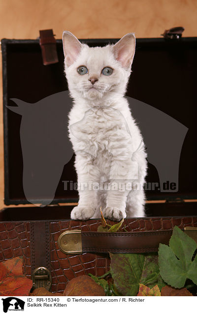 Kurzhaar Selkirk Rex Ktzchen / Selkirk Rex Kitten / RR-15340