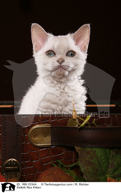 Kurzhaar Selkirk Rex Ktzchen / Selkirk Rex Kitten / RR-15344