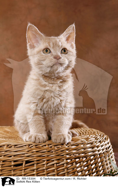 Selkirk Rex Ktzchen / Selkirk Rex Kitten / RR-15394