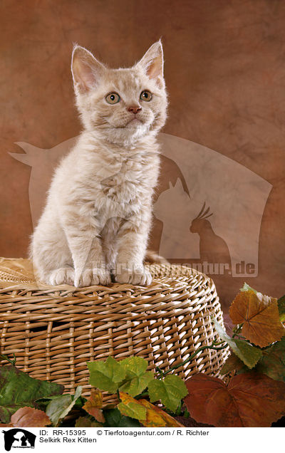 Selkirk Rex Ktzchen / Selkirk Rex Kitten / RR-15395