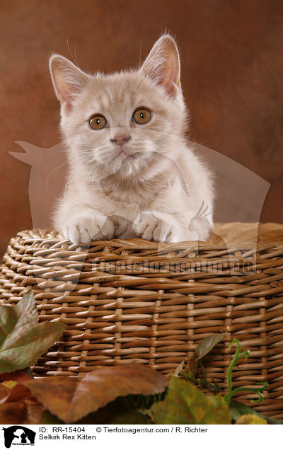 Glatthaar Selkirk Rex Ktzchen / Selkirk Rex Kitten / RR-15404