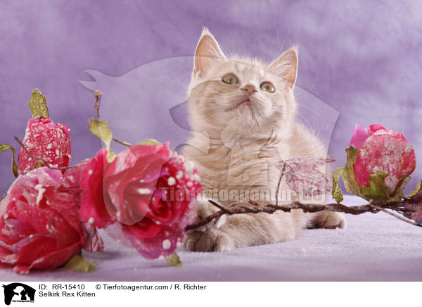Glatthaar Selkirk Rex Ktzchen / Selkirk Rex Kitten / RR-15410