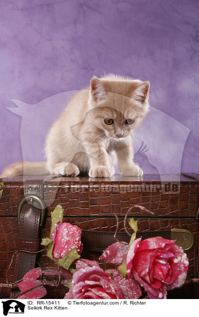 Glatthaar Selkirk Rex Ktzchen / Selkirk Rex Kitten / RR-15411