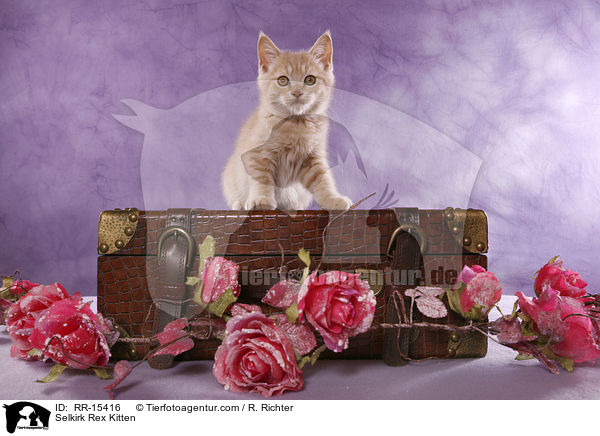 Glatthaar Selkirk Rex Ktzchen / Selkirk Rex Kitten / RR-15416