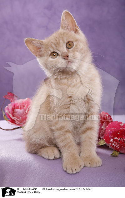 Glatthaar Selkirk Rex Ktzchen / Selkirk Rex Kitten / RR-15431